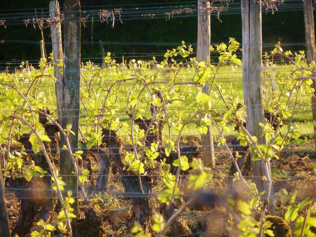 Domaine Joseph Lafarge Wine Resort Oeno-Tonneaux Experience Lugny エクステリア 写真