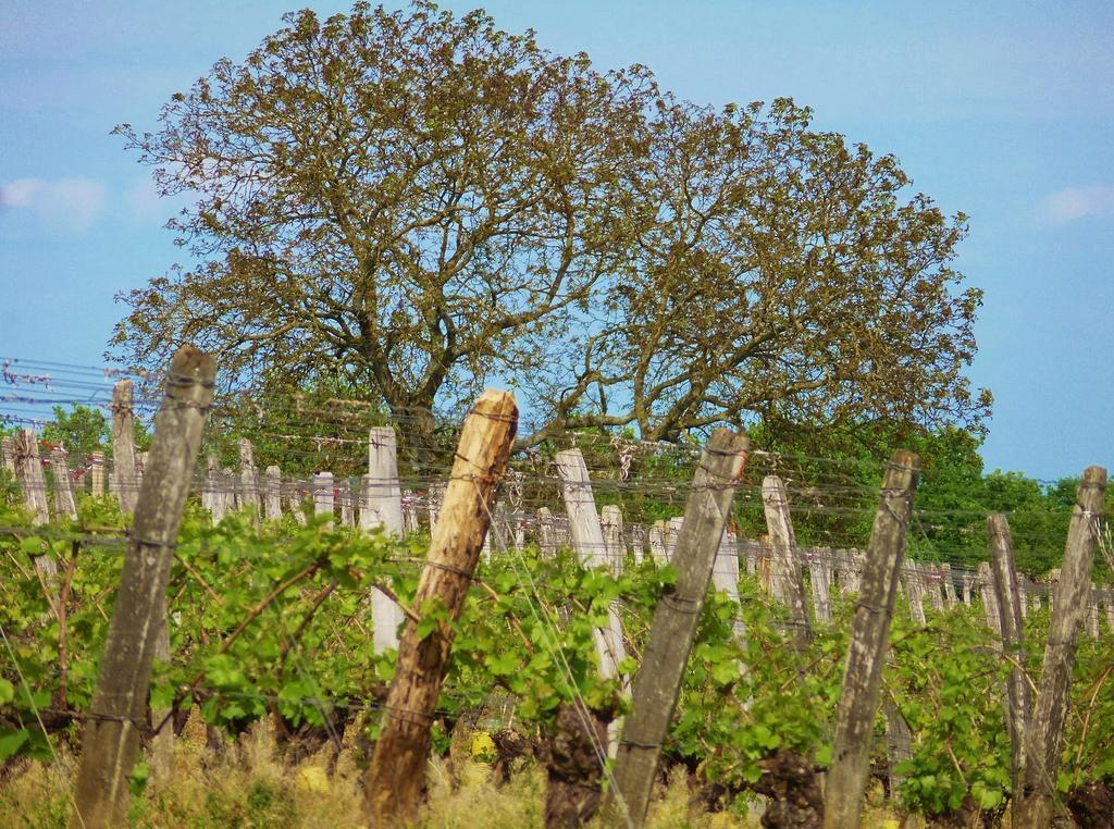 Domaine Joseph Lafarge Wine Resort Oeno-Tonneaux Experience Lugny エクステリア 写真