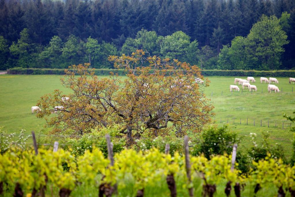 Domaine Joseph Lafarge Wine Resort Oeno-Tonneaux Experience Lugny エクステリア 写真